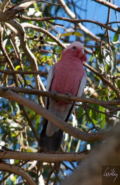 AustraliaEast 10  177